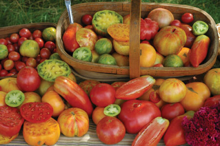 12 All-Time Heirloom Tomato Favorites Image
